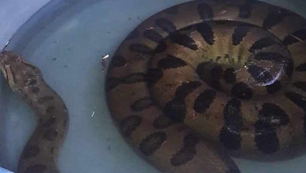 Em Sena Madureira: Moradora aciona Corpo de Bombeiros ao encontrar cobra sucuri em sua residência