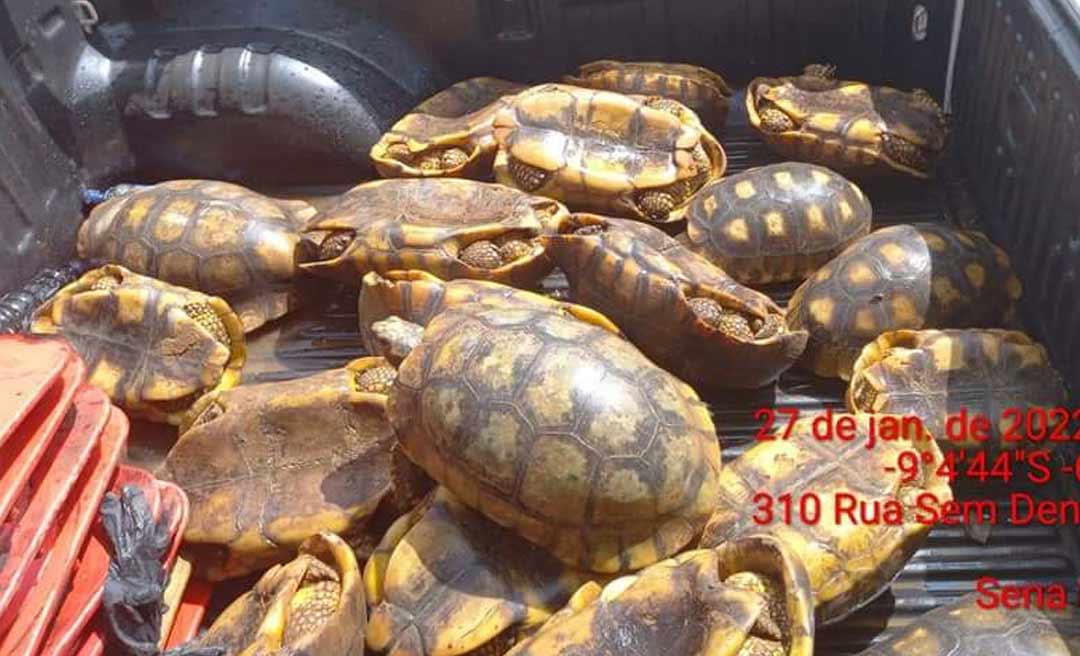 Batalhão ambiental apreende 24 jabutis no município de Sena Madureira