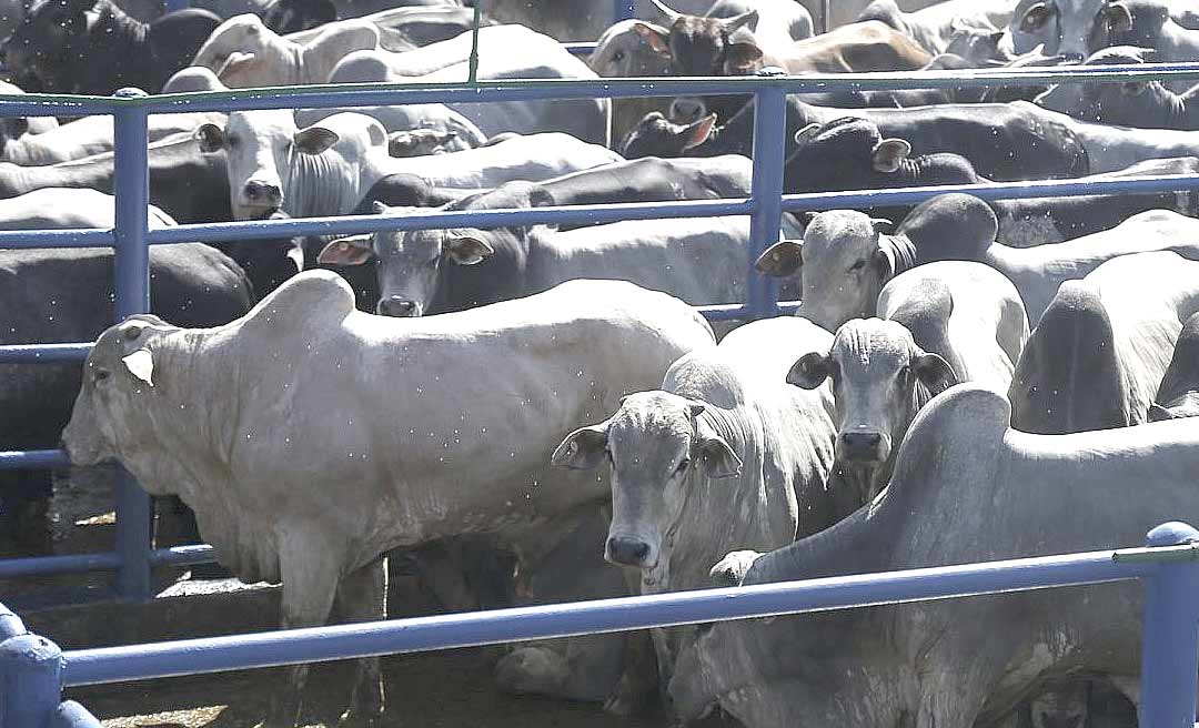 Governo reduz carga tributária do gado bovino para produtores rurais superarem dificuldades