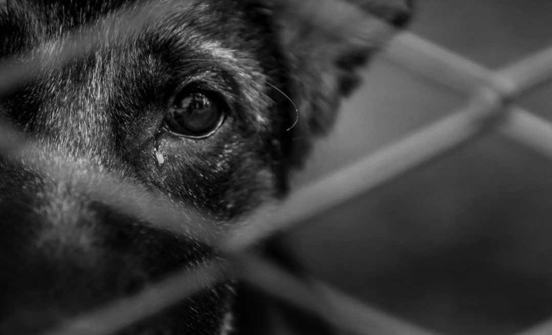 Condenados por maus-tratos a animais são proibidos de ocupar cargos ou prestar serviços na administração pública no Acre