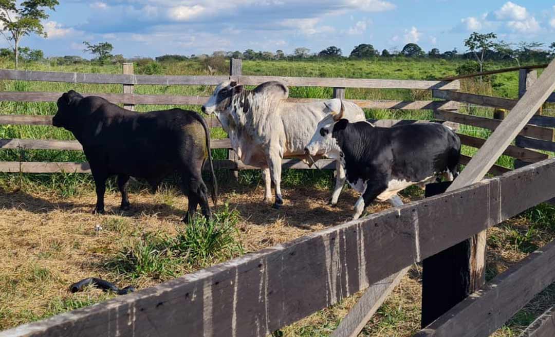 Touros reprodutores roubados em Plácido de Castro são rescuperados pela Polícia Civil