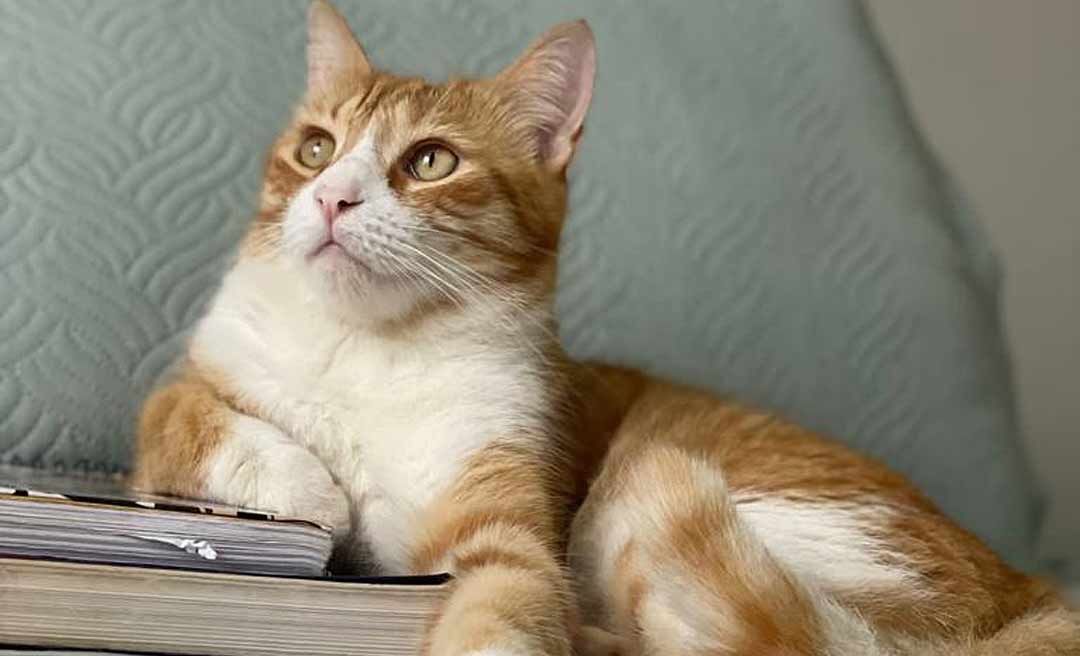 Procura-se Bartolomeu, o gato que vale R$ 3 mil e a felicidade de uma família em Rio Branco