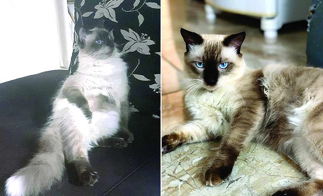 Gatinho Sky desaparece no Waldemar Maciel e donos pagam recompensa de R$ 1 mil para quem encontrá-lo