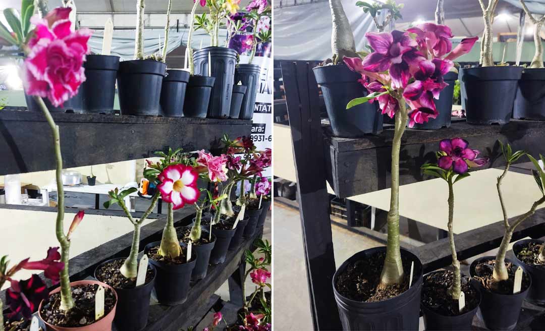 Casal troca a criação de peixes ornamentais pelo cultivo de Rosas do Deserto e ganha destaque na Expoacre