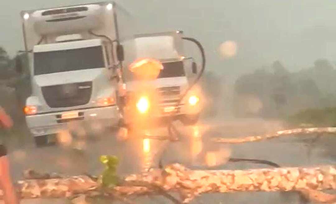 Árvore cai na BR -364 e interdita trecho no interior do Acre