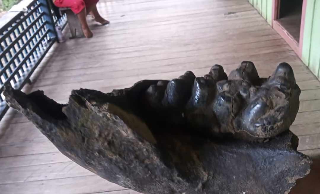 Pescador encontra fóssil de um animal gigante no Rio Macauã, em Sena Madureira