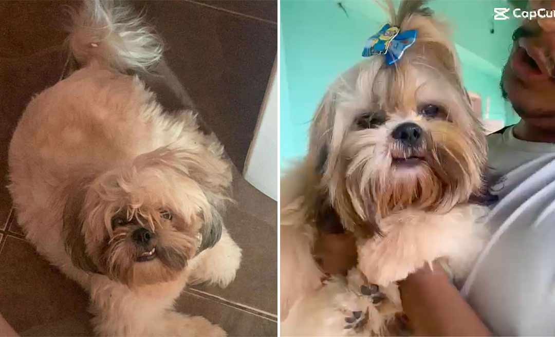 Família oferece recompensa de R$ 1. 500 para quem encontrar cachorrinho que se perdeu em Rio Branco