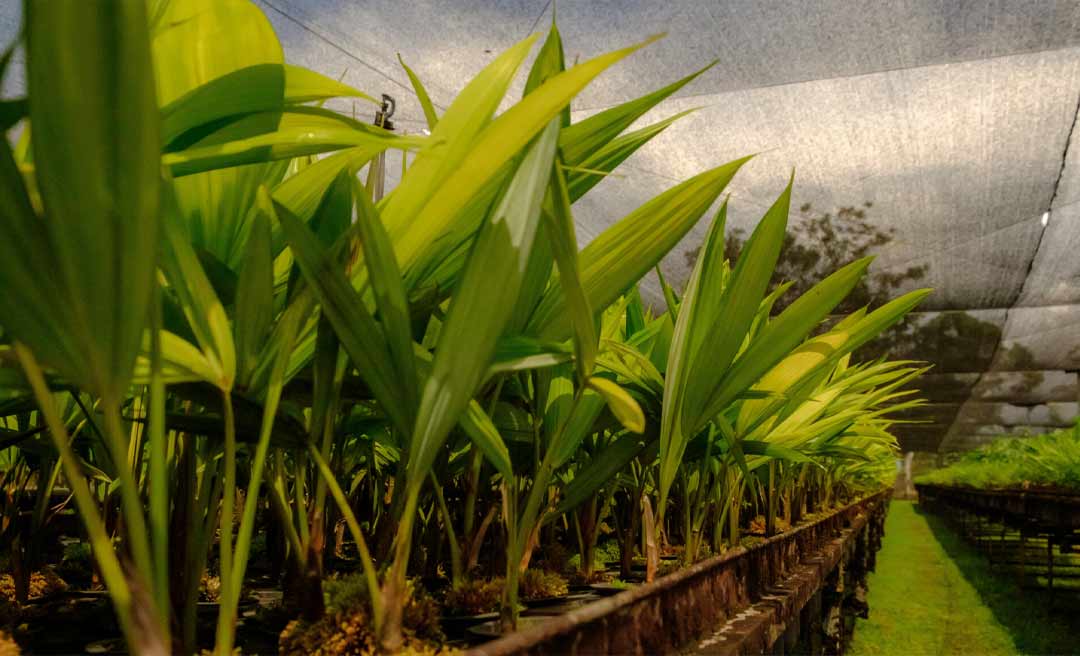 Viveiro da Floresta está doando mudas de espécies florestais e frutíferas