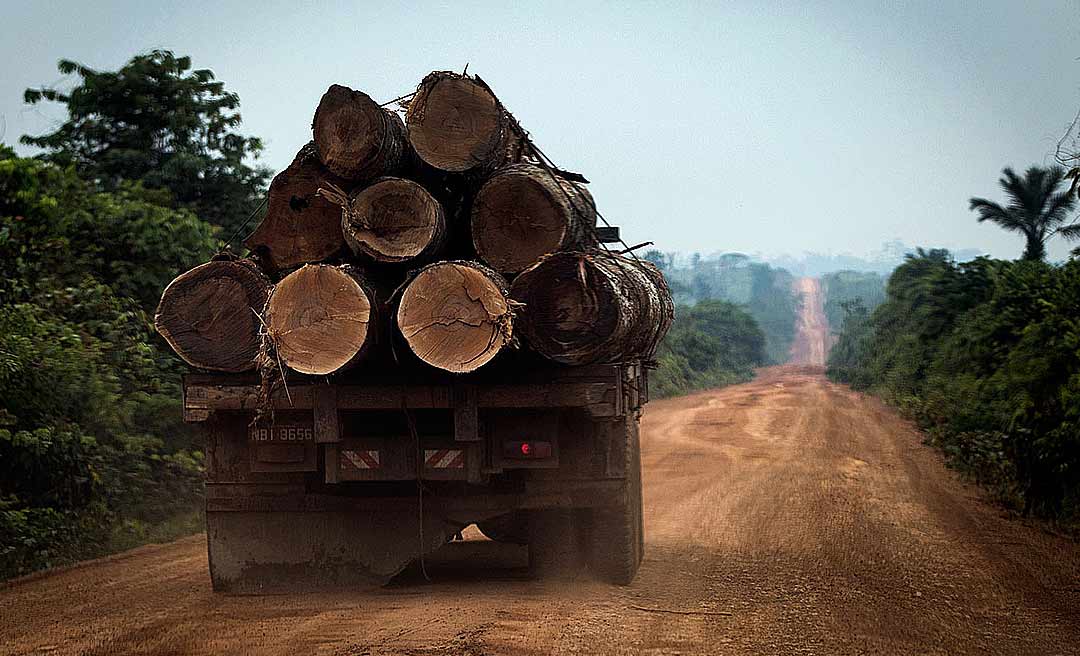 Não há inocentes: IBAMA fez pente fino em madeireiros e fazendeiros com seguidas infrações ambientais por desmatamento ilegal nos últimos anos