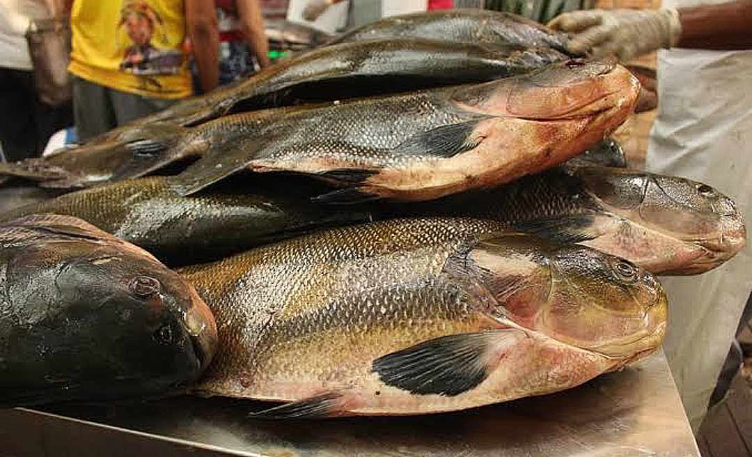 Estudo revela que peixes consumidos pela população acreana têm índice de contaminação por mercúrio de 35,90%