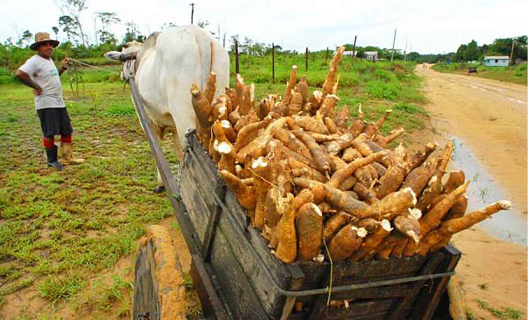 Área destinada à macaxeira no Acre é a terceira maior da região Norte, aponta estudo