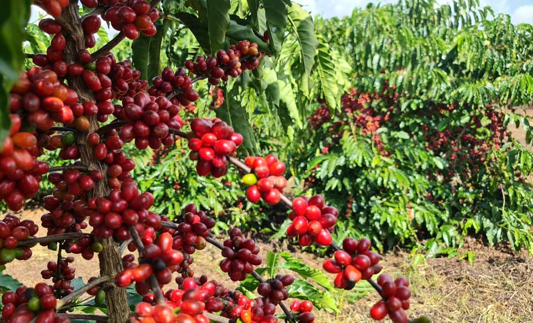 Exporta Mais Brasil: em Rondônia, produtores de Cafés Especiais Robustas Amazônicos recebem compradores de 11 países  