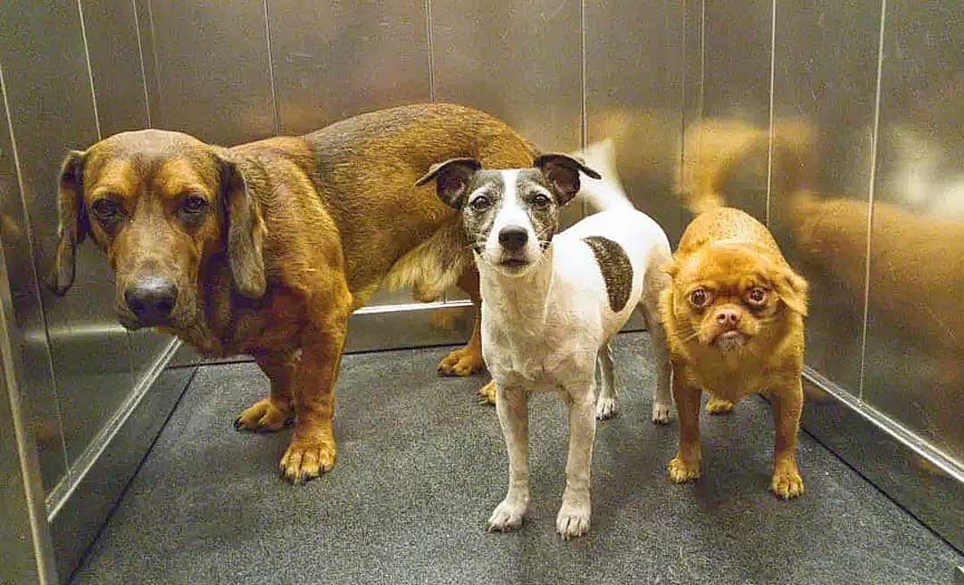 Acre passa a ter lei sobre a liberdade de habitação e circulação de animais domésticos em condomínios; veja as regras 