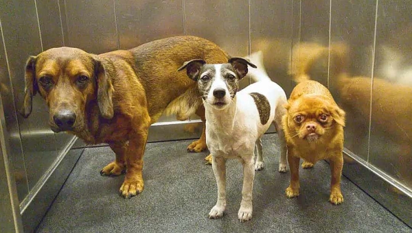 Acre passa a ter lei sobre a liberdade de habitação e circulação de animais domésticos em condomínios; veja as regras 