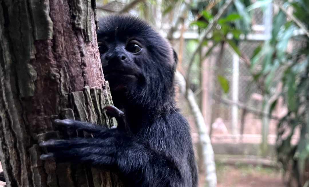 Macaquinha com juba é a mais nova moradora do Parque Chico Mendes, em Rio Branco