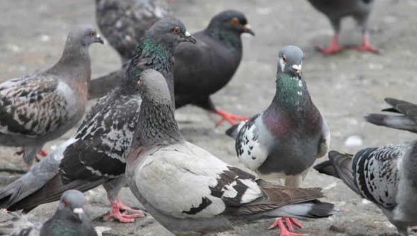 Mulher morre em Rio Branco vítima da "Doença do Pombo"