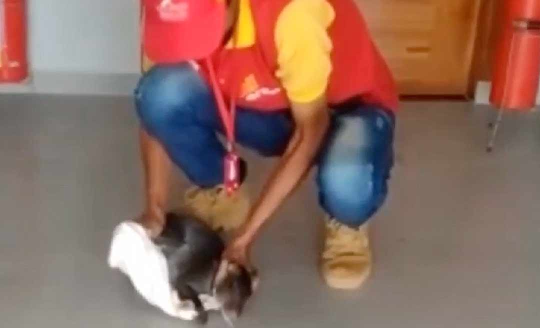 No Acre, cutia causa alvoroço entre funcionários em posto de gasolina; veja o vídeo