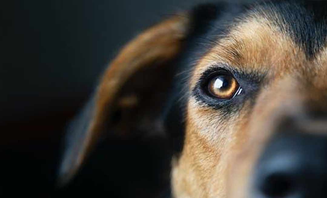 Justiça acreana condena pessoa a pagar um salário mínimo por agredir cachorro em Rio Branco