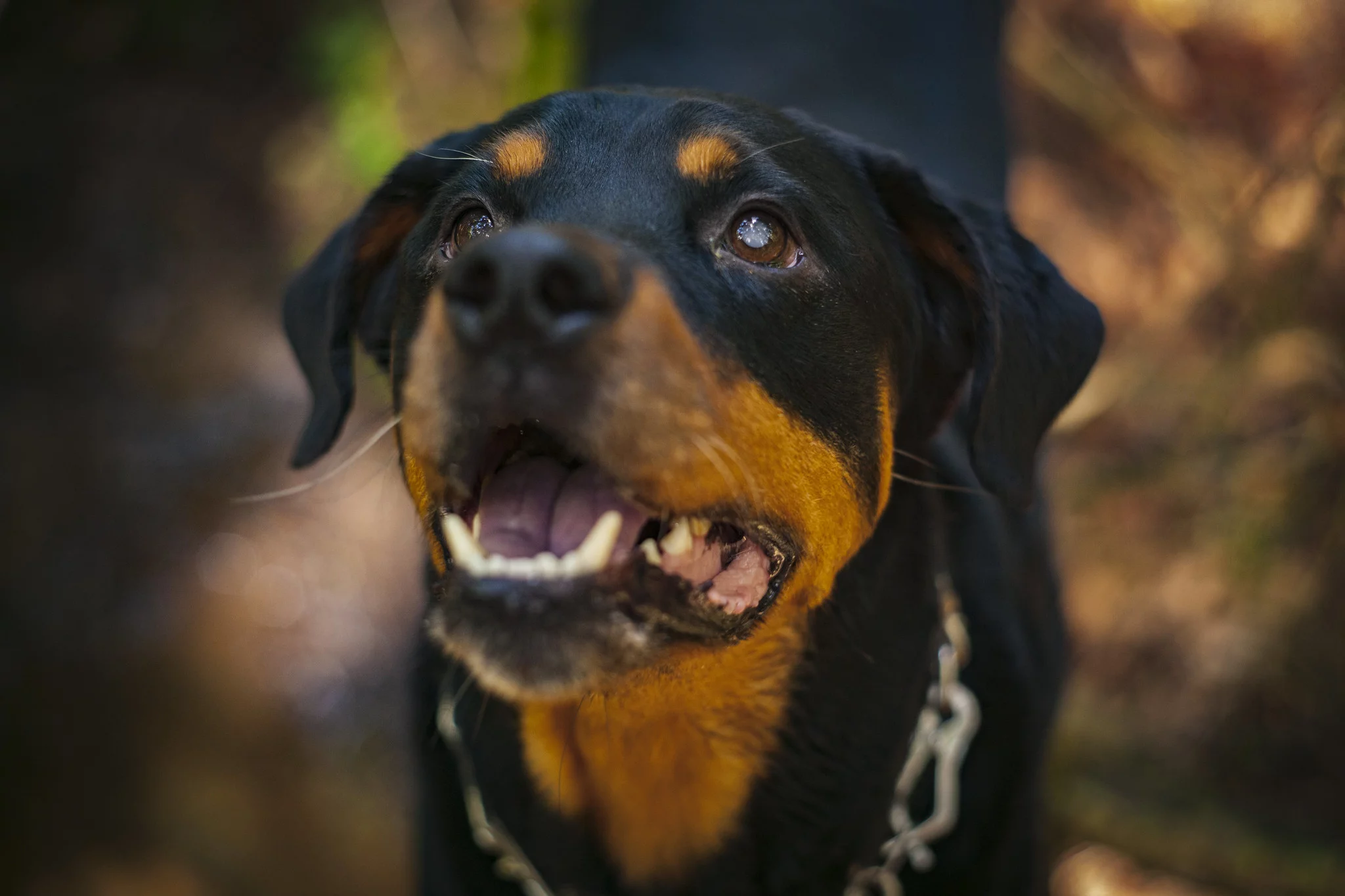 Criança de seis anos é violentamente atacada por cachorro rottweiler e morre na UPA do Segundo Distrito