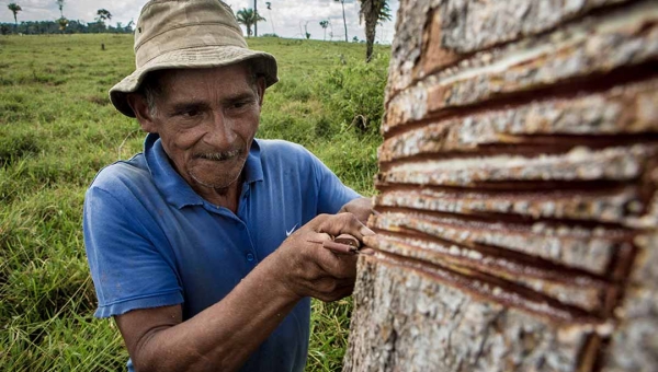 Bolsonaro vai a Senador Guiomard conhecer estrada de seringa