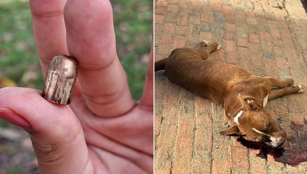 Cachorro da raça Pitbull é assassinado no interior do Acre; tutora pede justiça