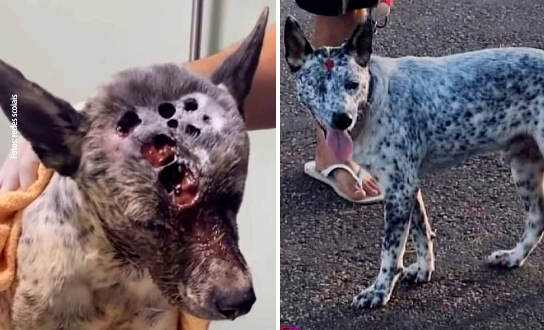 Amor que cura: 'Rambo', o cão resgatado após ser atingido por tiros na cabeça, ganha um lar: "A ferida mais dolorosa foi curada pelo amor"