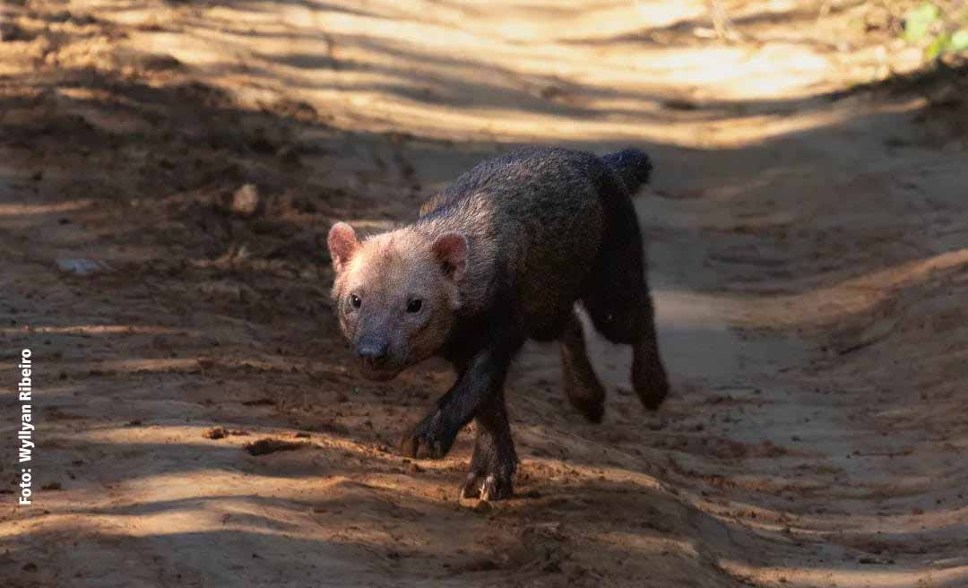 Cachorro-vinagre é registrado por biólogo na Capital acreana; animal é ameaçado de extinção