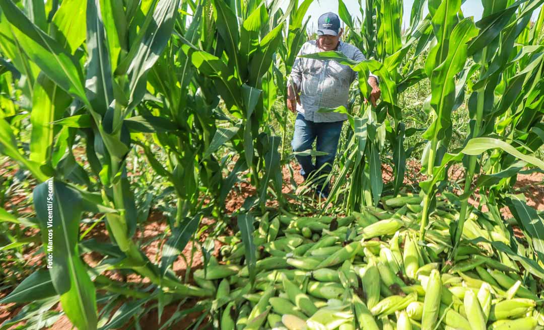 Acre fecha maio com saldo positivo na produção de milho e soja, em relação a abril