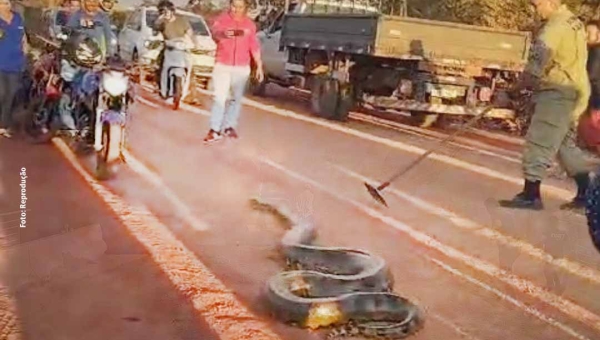 Cobra gigante é flagrada na BR-317, em Boca do Acre