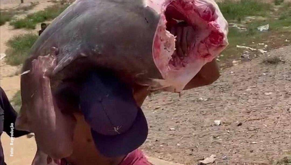 Filhote de 69 kilos é capturado por pescador no município de Boca do Acre