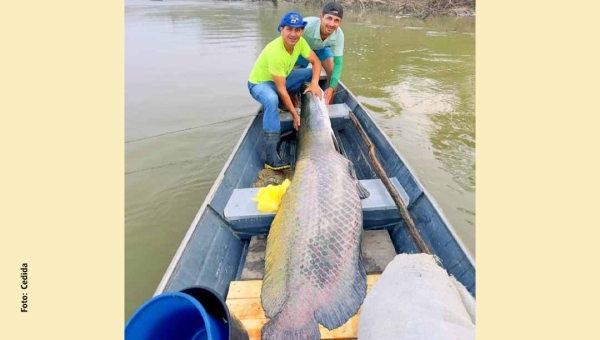 No Acre, pescadores fisgam pirarucu de 2,2 metros e mais de 130 quilos