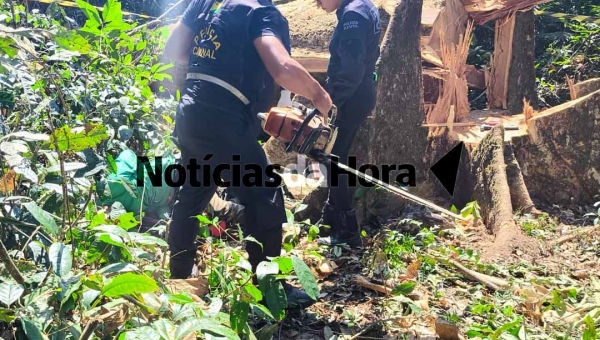Trabalhador morre em acidente durante derrubada na AC-10; vítima é atingida por galho de árvore