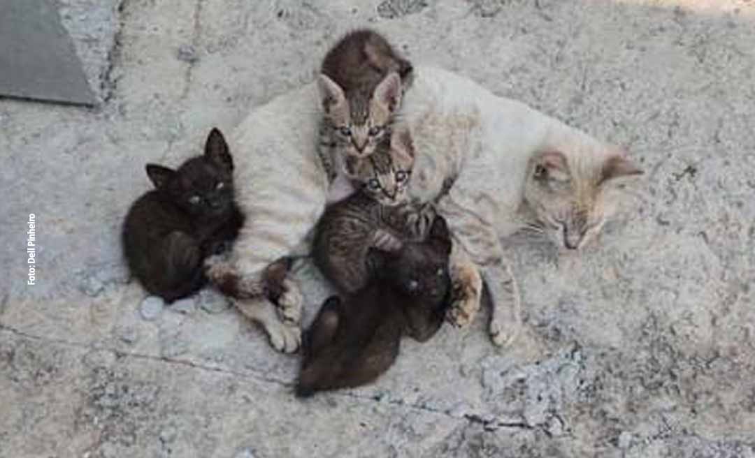 Jornalista faz apelo para que gata e filhotes sejam  adotados; animais estão em fábrica na BR-364