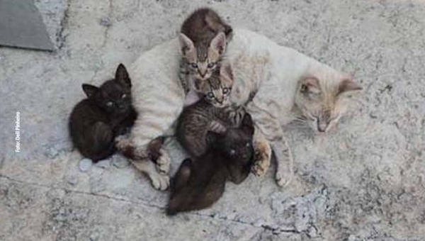 Jornalista faz apelo para que gata e filhotes sejam  adotados; animais estão em fábrica na BR-364