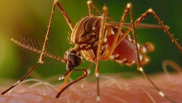 Primeiro caso de anomalia congênita associada à Febre do Oropouche é registrado no Acre, afirma MS