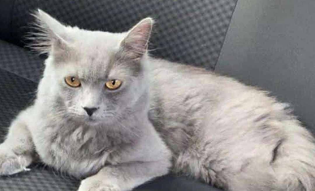 Tutores procuram por gatinho desaparecido em Rio Branco e ofertam recompensa