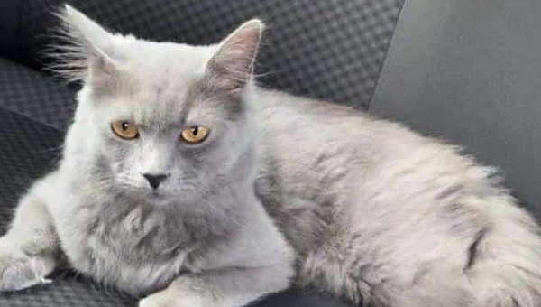 Tutores procuram por gatinho desaparecido em Rio Branco e ofertam recompensa