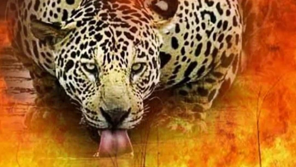 A onça pintada está com dificuldade de encontrar águas limpas para beber