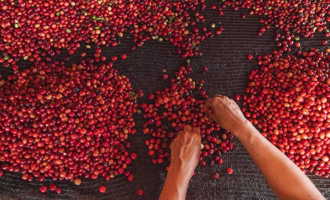 Governo Gladson estuda conceder redução na base de cálculo do ICMS nas saídas interestaduais de café produzido no Acre