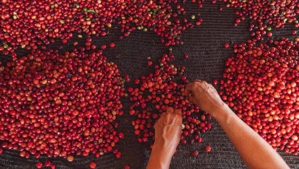 Governo Gladson estuda conceder redução na base de cálculo do ICMS nas saídas interestaduais de café produzido no Acre