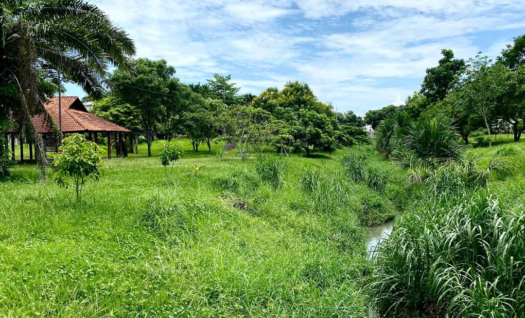 Matagal “toma de conta” de um dos trechos do Canal da Maternidade na área central de Rio Branco