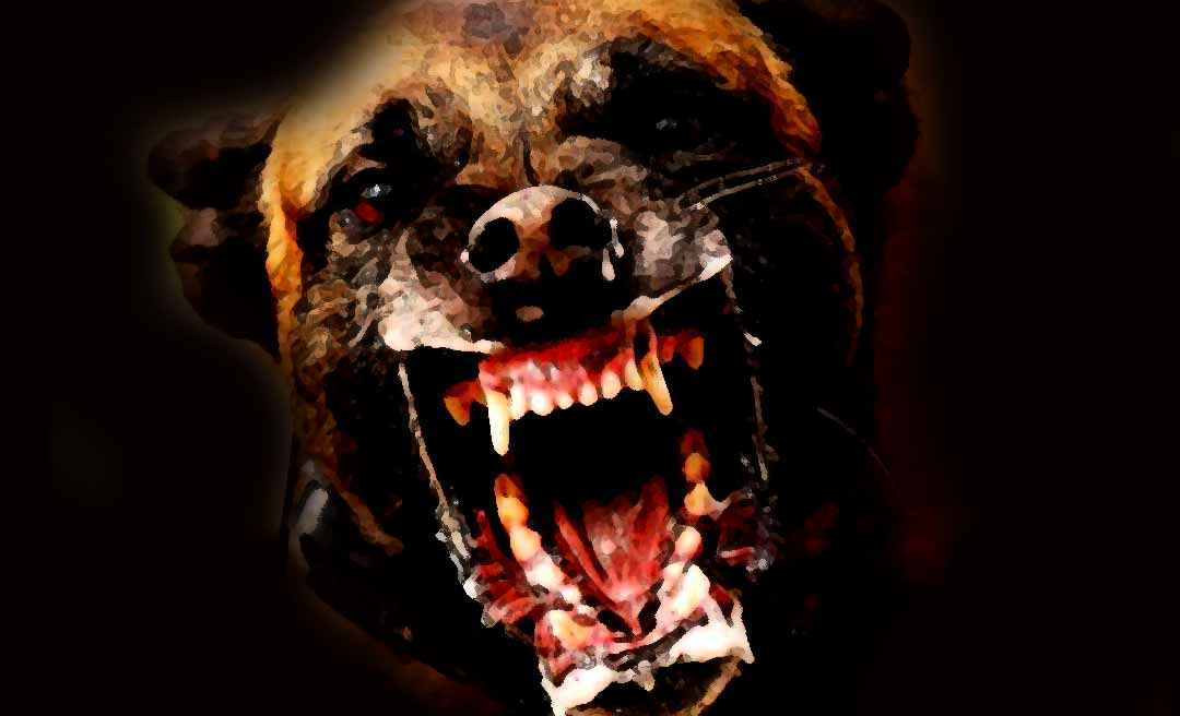 Donos de cachorros, soltos em ruas de bairro de Rio Branco, podem responder criminalmente: ‘conduta danosa’