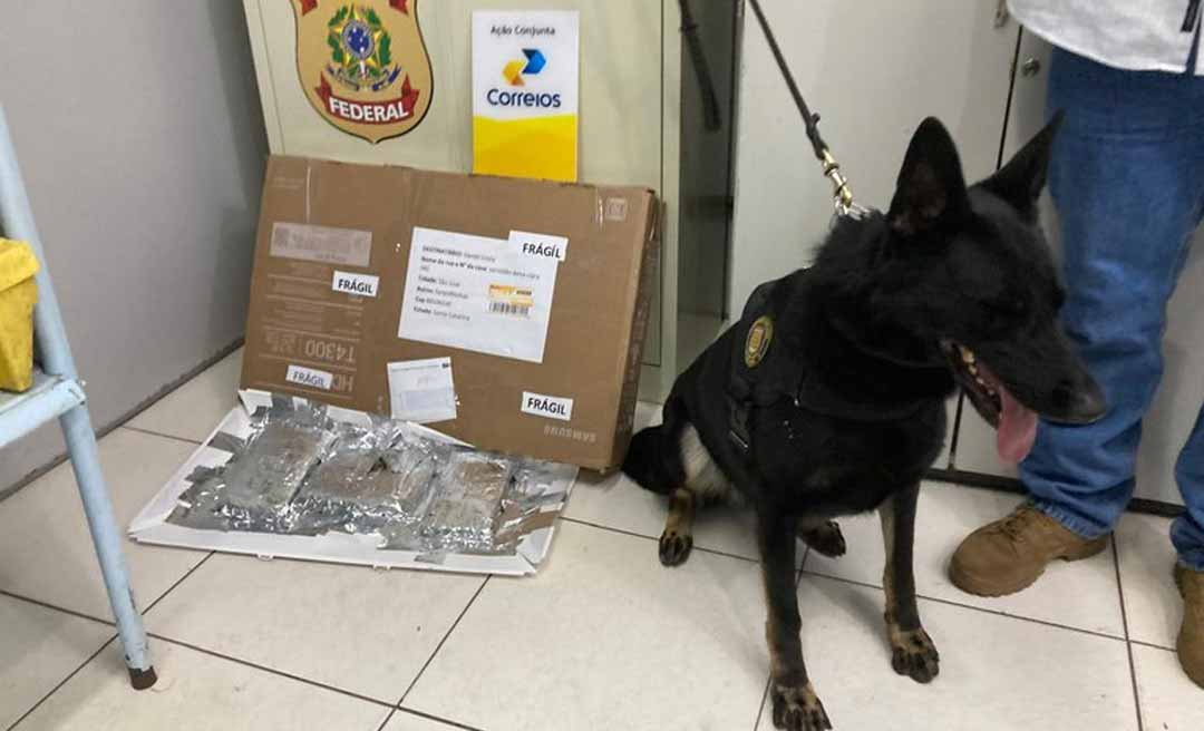 Com ajuda da cadela Nala, PF no Acre apreende 1,6 kg de drogas em operação nos Correios