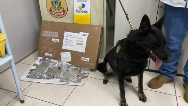 Com ajuda da cadela Nala, PF no Acre apreende 1,6 kg de drogas em operação nos Correios
