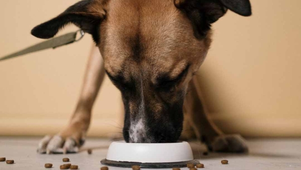 Associação Amor a Quatro Patas, em Rio Branco, pede ajuda para comprar ração para cães e gatos acolhidos pela entidade