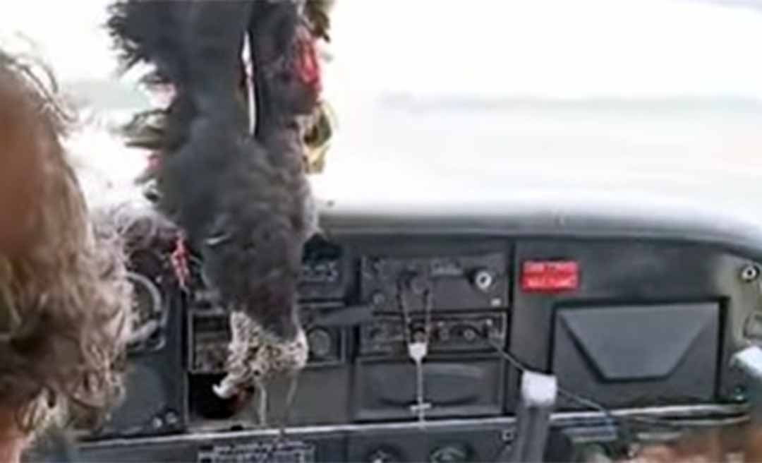 Avião colide contra urubu durante pouso em Eirunepé, no Amazonas; veja vídeo