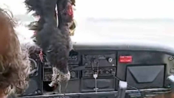 Avião colide contra urubu durante pouso em Eirunepé, no Amazonas; veja vídeo