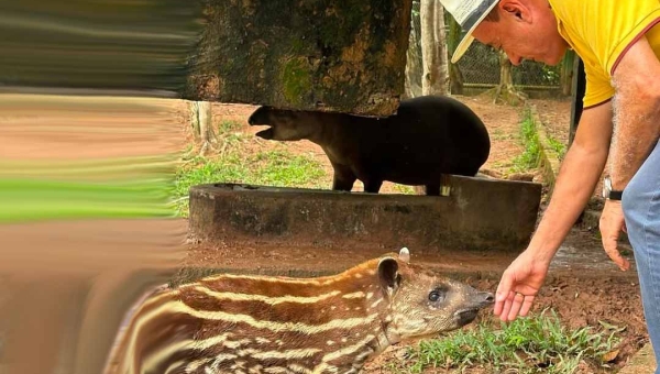 Prefeito Bocalom visita Parque Chico Mendes e conhece "Maitê", filhote de anta recém-nascida em cativeiro