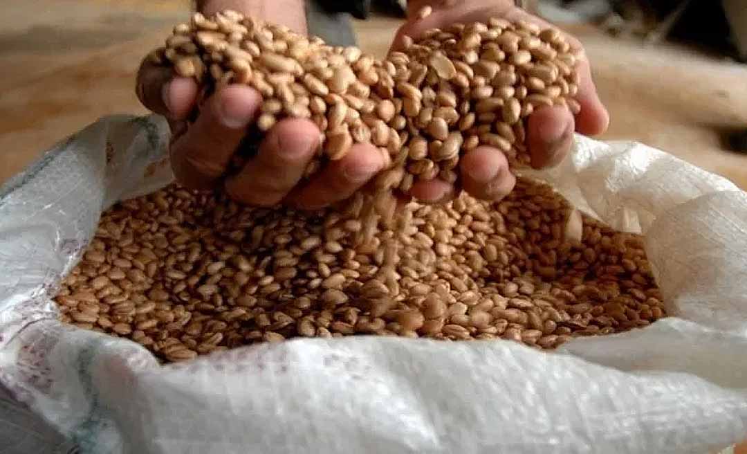 Base da alimentação dos brasileiros, produção de arroz e feijão no Acre para no tempo, mostra levantamento