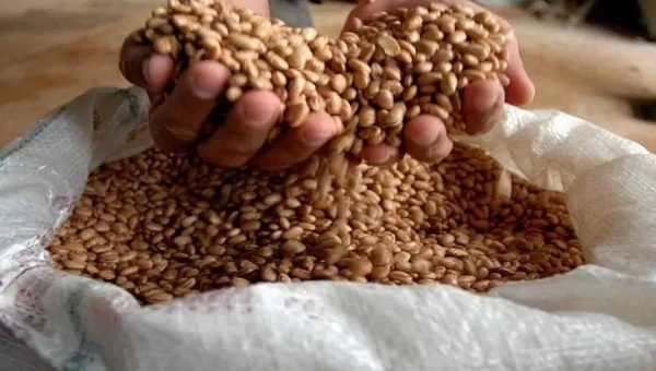 Base da alimentação dos brasileiros, produção de arroz e feijão no Acre para no tempo, mostra levantamento